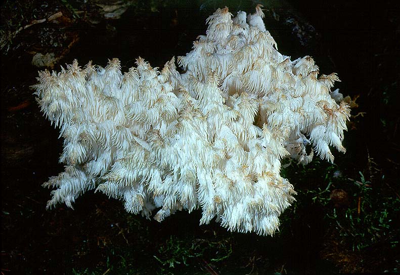 Hericium coralloides